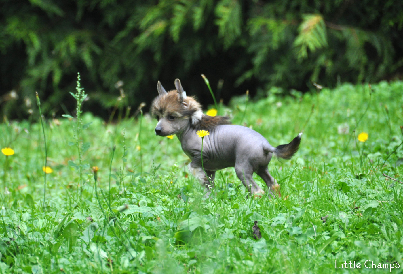 Little Champs - Chiots disponibles - Chien chinois à crête