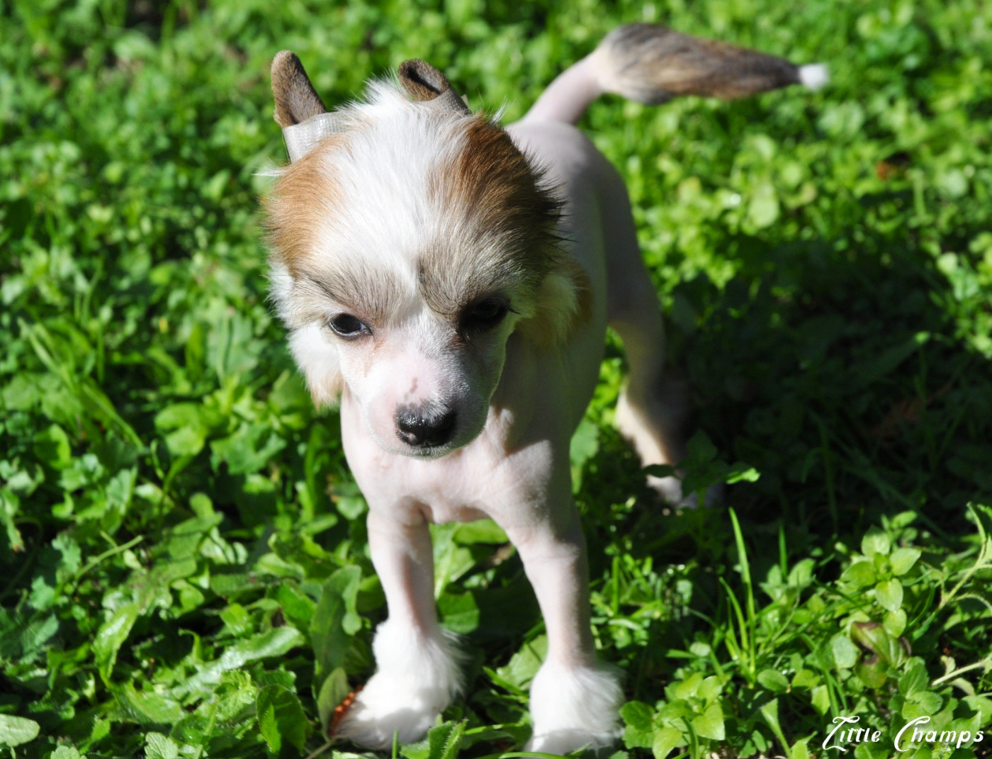 Little Champs - Chiots disponibles - Chien chinois à crête
