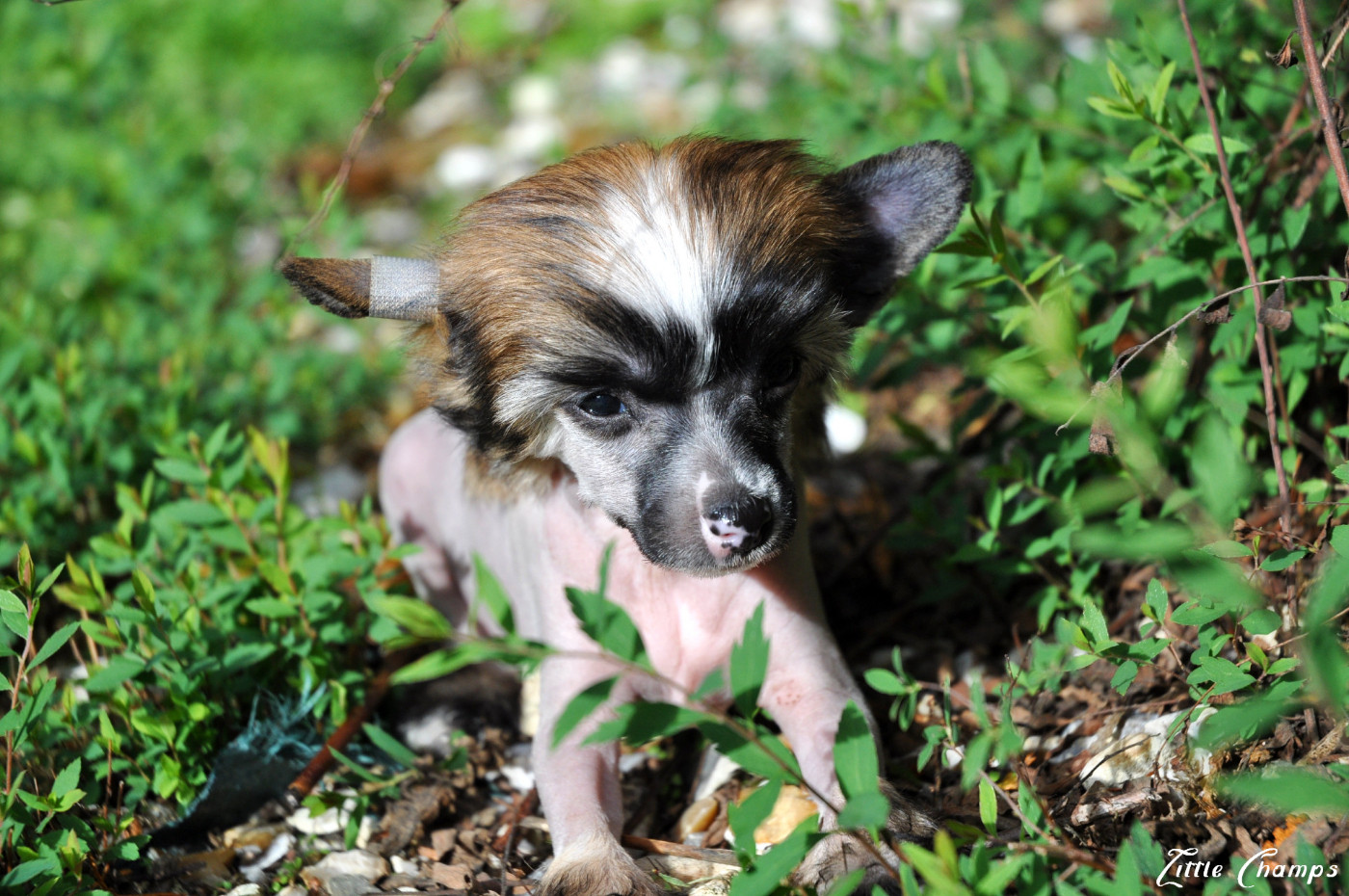 Little Champs - Chiots disponibles - Chien chinois à crête