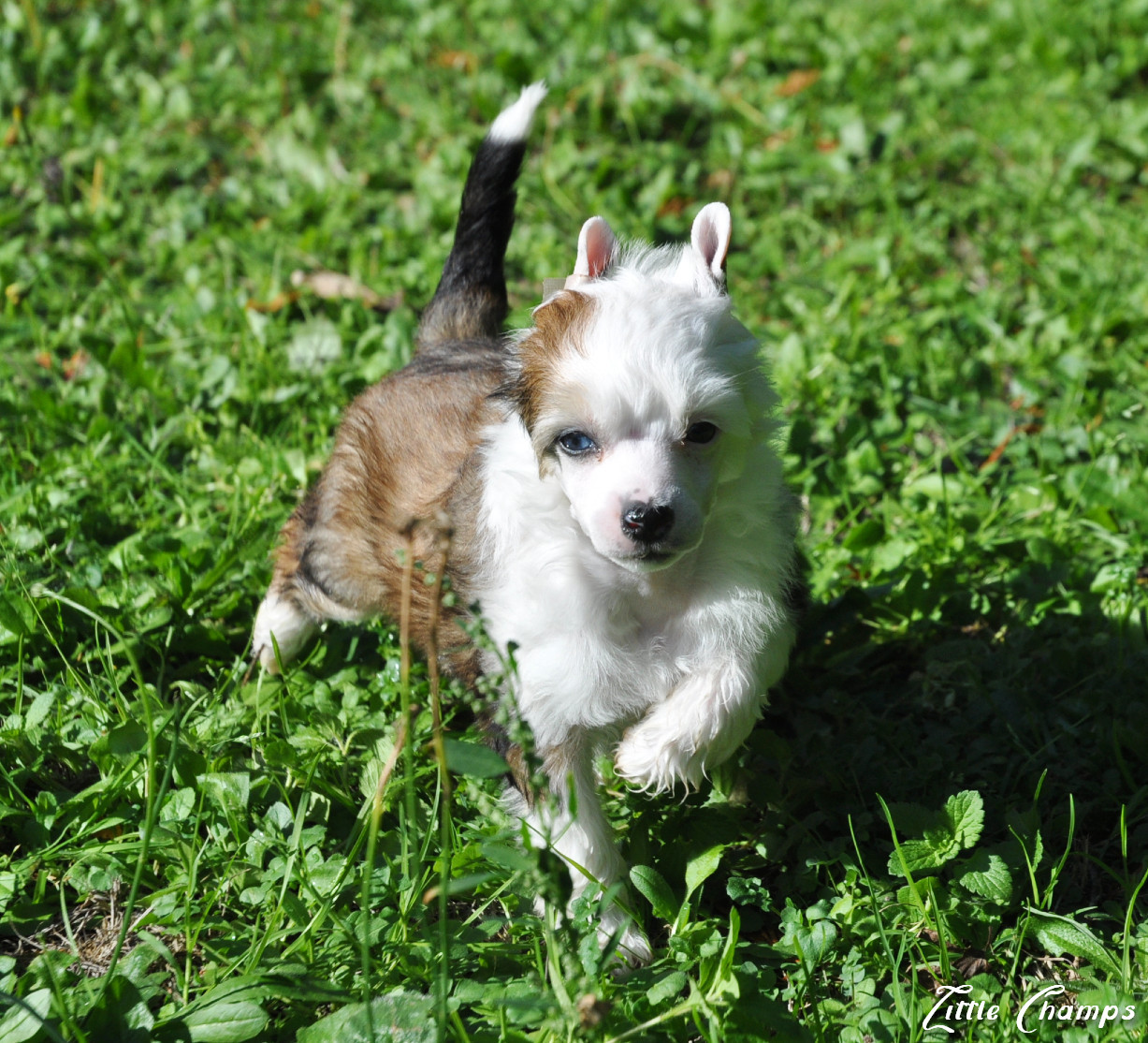 Little Champs - Chiots disponibles - Chien chinois à crête