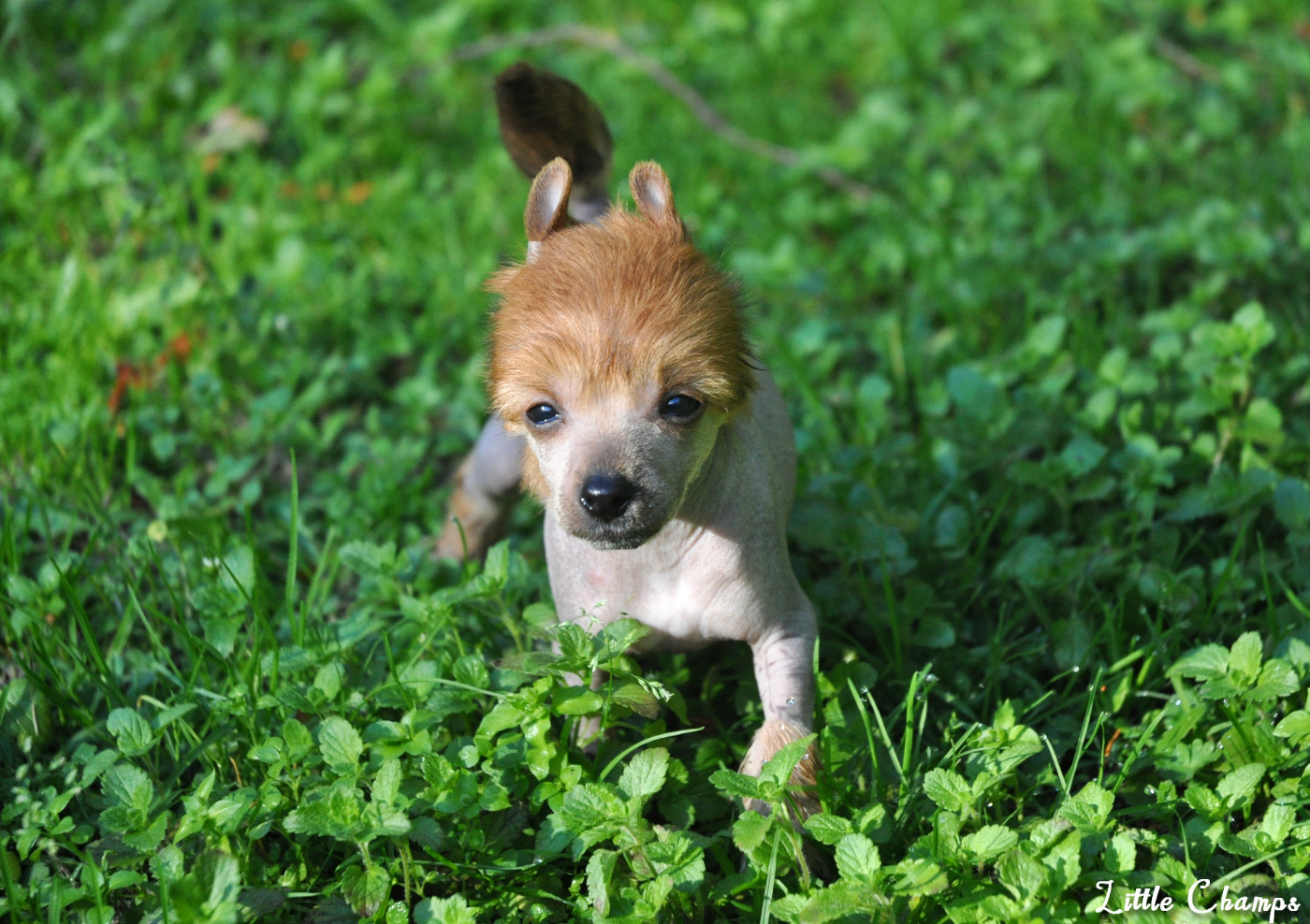 Little Champs - Chiots disponibles - Chien chinois à crête