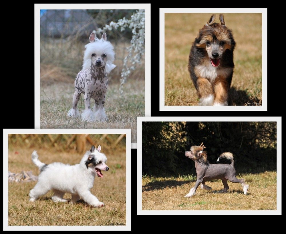 Little Champs - Chien chinois à crête - Portée née le 23/05/2018