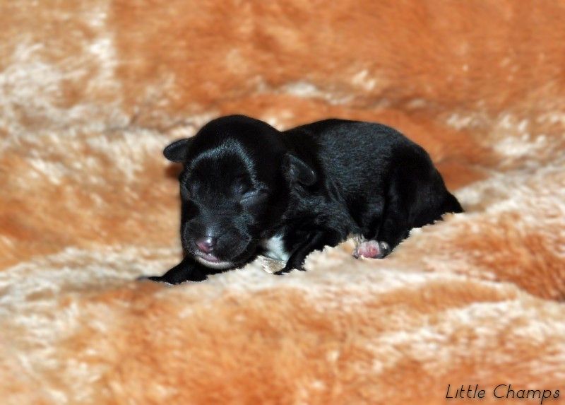 Little Champs - Chiots disponibles - Chien chinois à crête