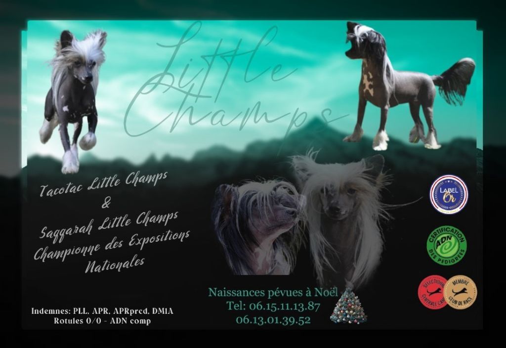 Little Champs - Chien chinois à crête - Portée née le 27/12/2023