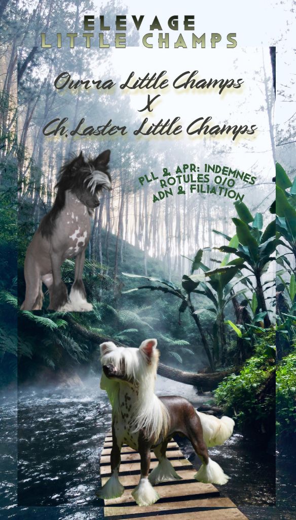 Little Champs - Chien chinois à crête - Portée née le 13/09/2021