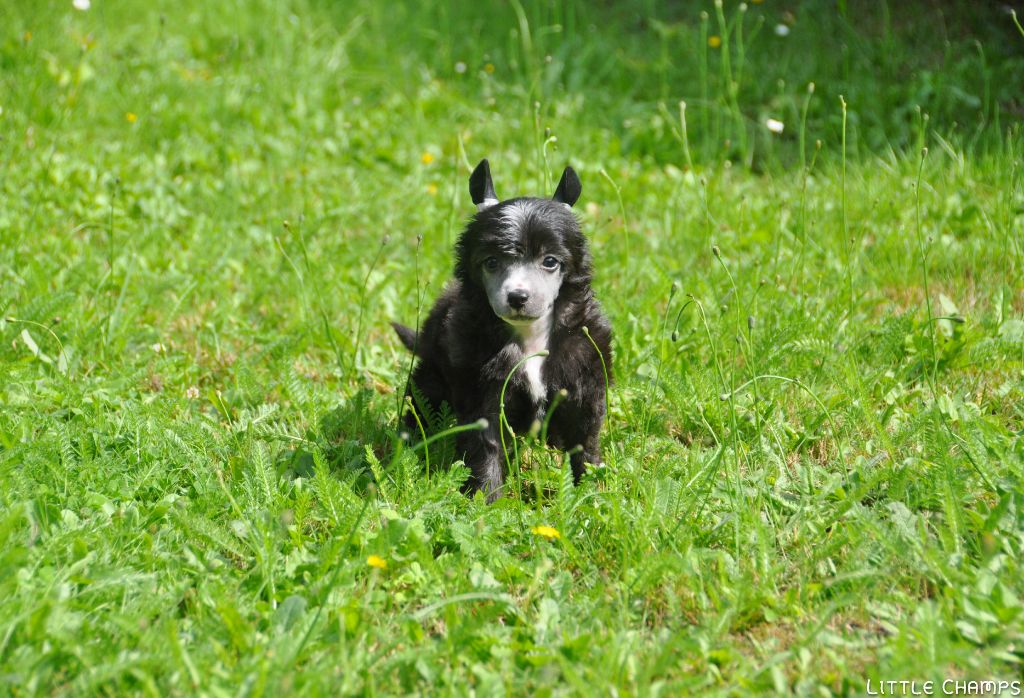 Little Champs - Chiots disponibles - Chien chinois à crête