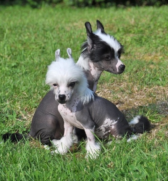 Little Champs - Chien chinois à crête - Portée née le 29/05/2014