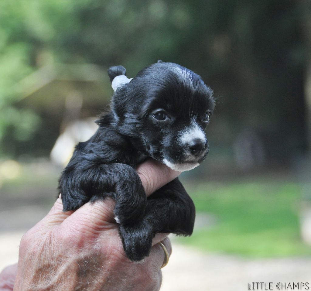 Little Champs - Chiots disponibles - Chien chinois à crête