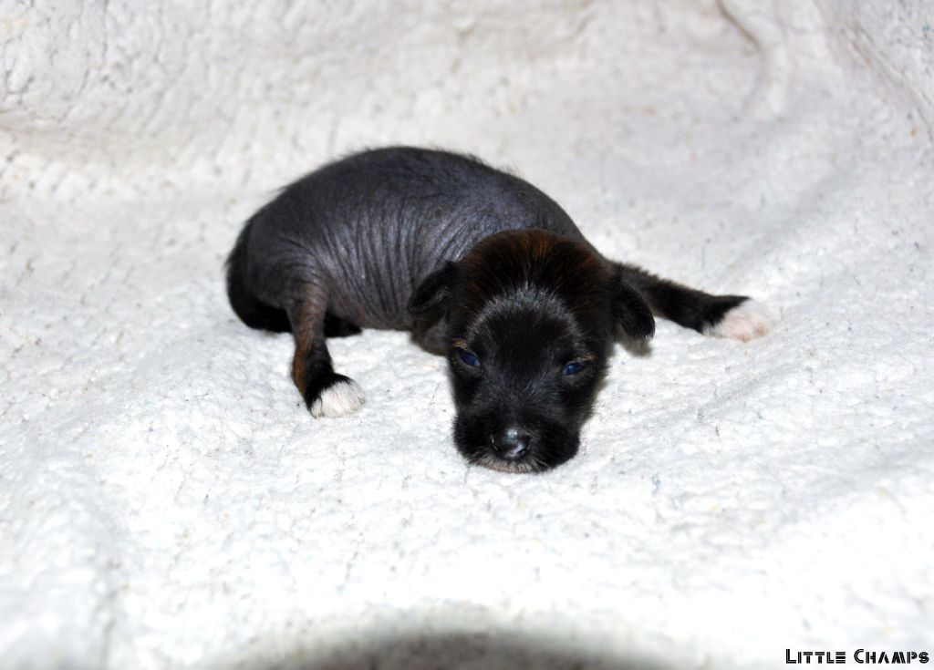 Little Champs - Chiots disponibles - Chien chinois à crête
