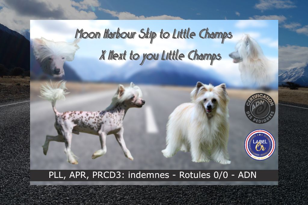 Little Champs - Chien chinois à crête - Portée née le 11/01/2023