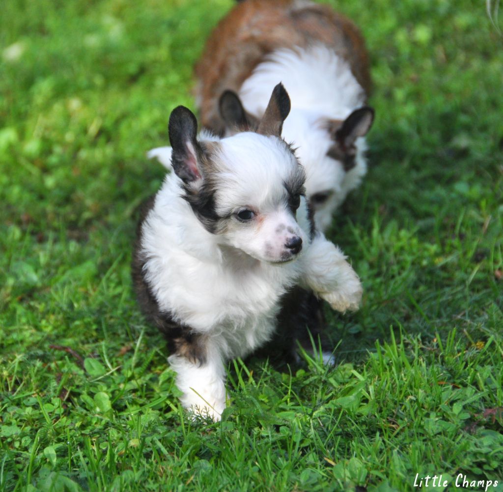 Little Champs - Chiots disponibles - Chien chinois à crête