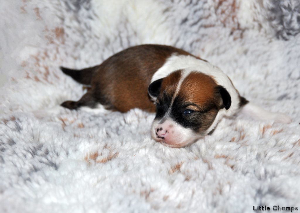 Little Champs - Chiots disponibles - Chien chinois à crête