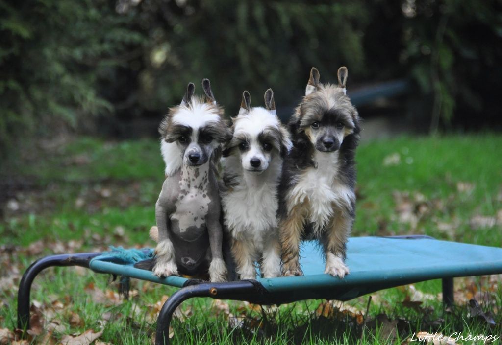 Little Champs - Chien chinois à crête - Portée née le 22/11/2019