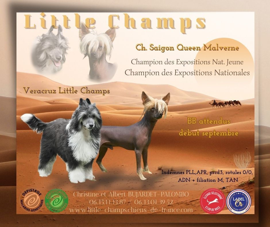 Chiot Chien chinois à crête Little Champs
