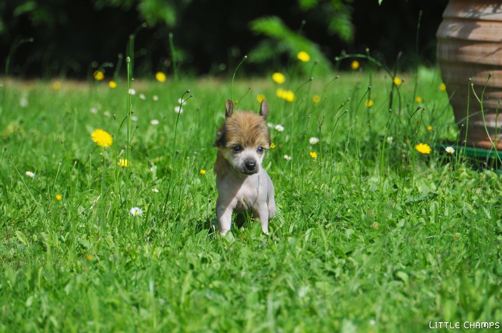 Little Champs - Chiots disponibles - Chien chinois à crête