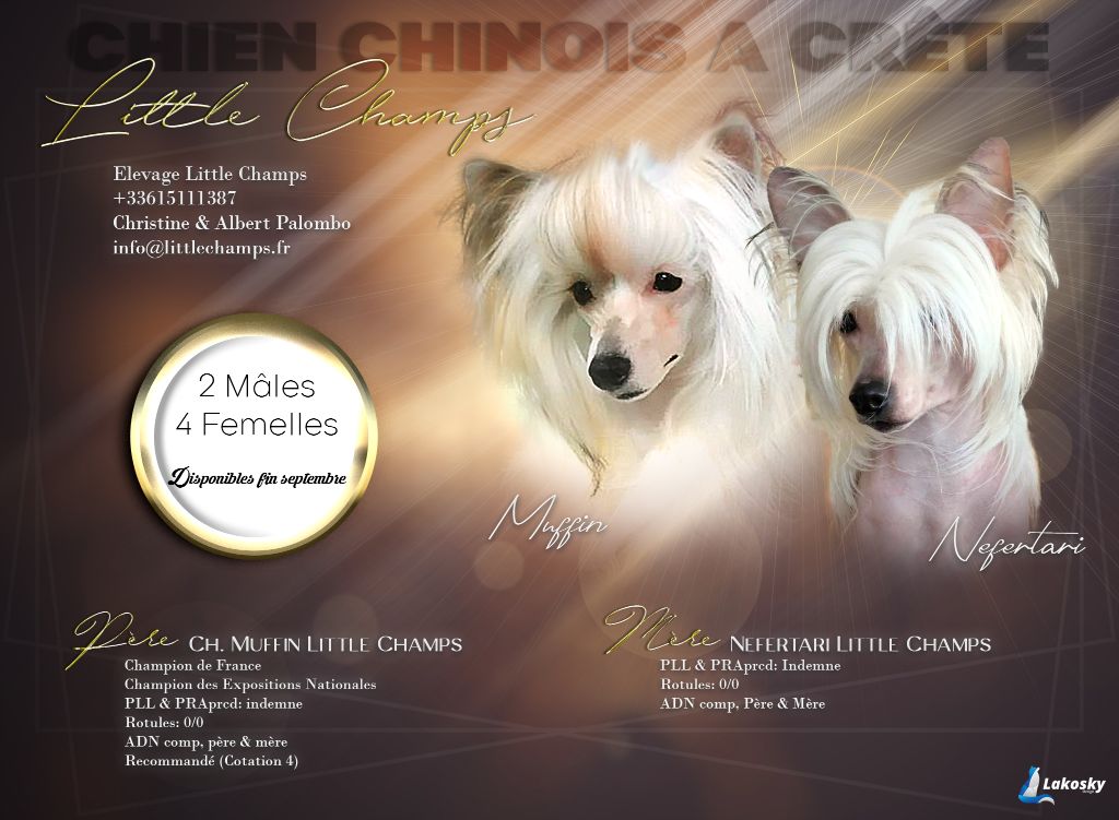 Chiot Chien chinois à crête Little Champs
