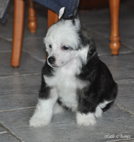 Little Champs - Chien chinois à crête - Portée née le 14/10/2015