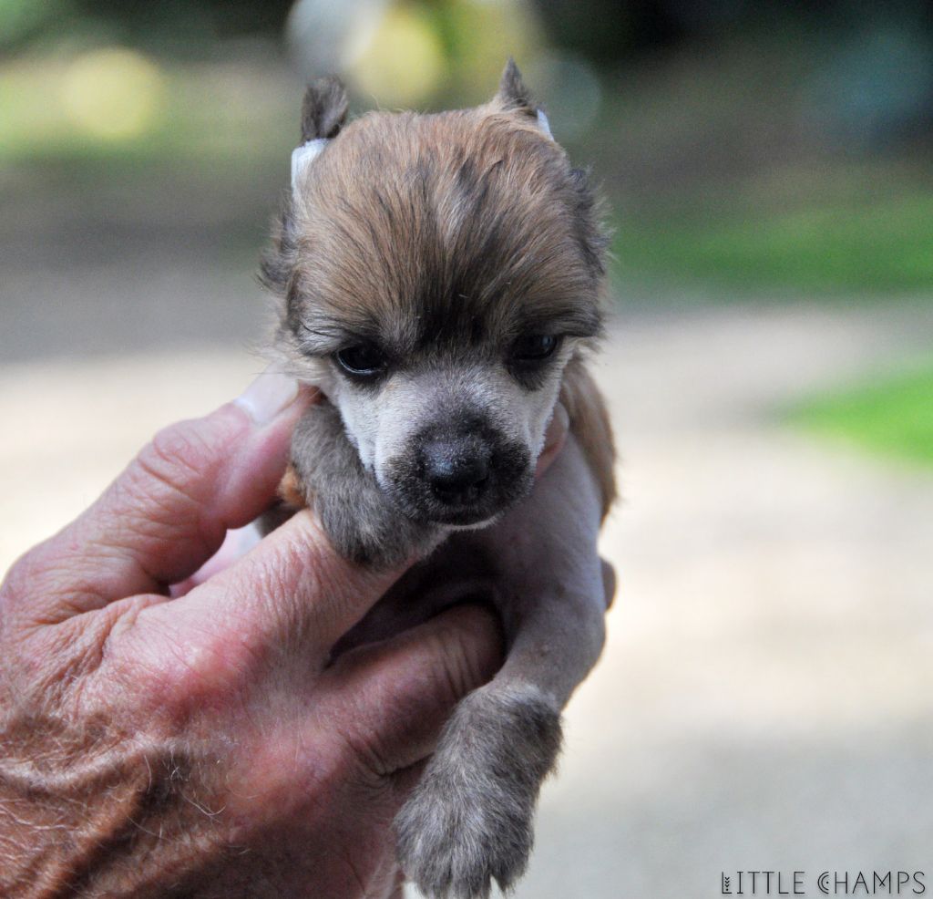 Little Champs - Chiots disponibles - Chien chinois à crête