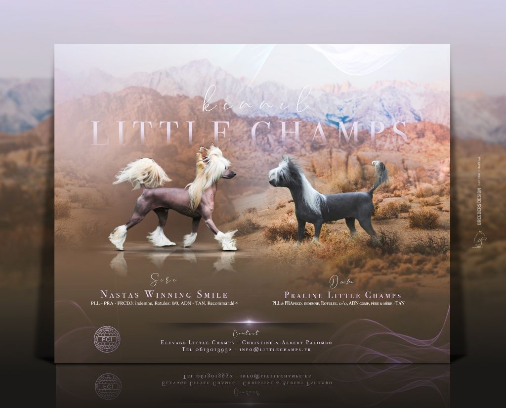 Little Champs - Chien chinois à crête - Portée née le 15/12/2022