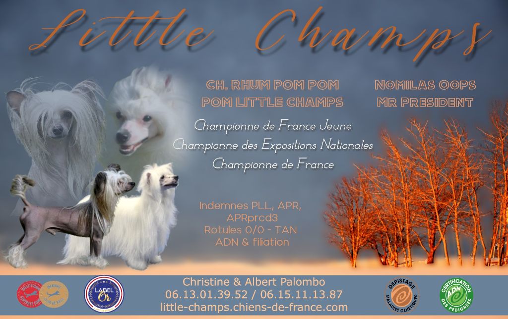 Little Champs - Chien chinois à crête - Portée née le 05/05/2024