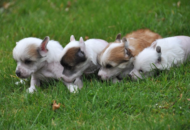 Little Champs - Chien chinois à crête - Portée née le 21/02/2015