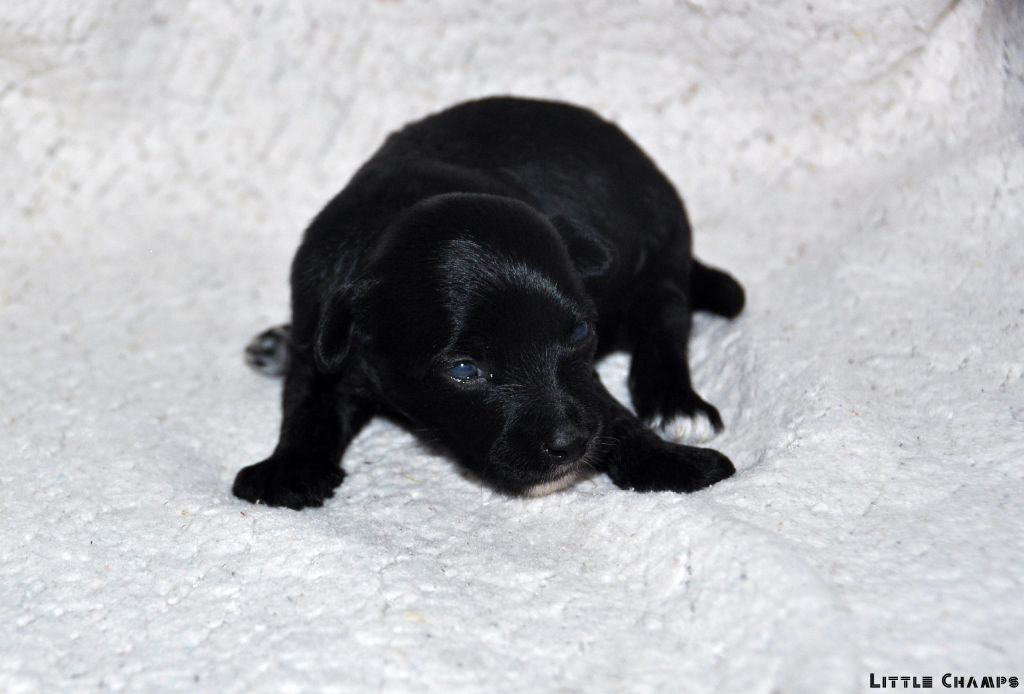 Little Champs - Chiots disponibles - Chien chinois à crête