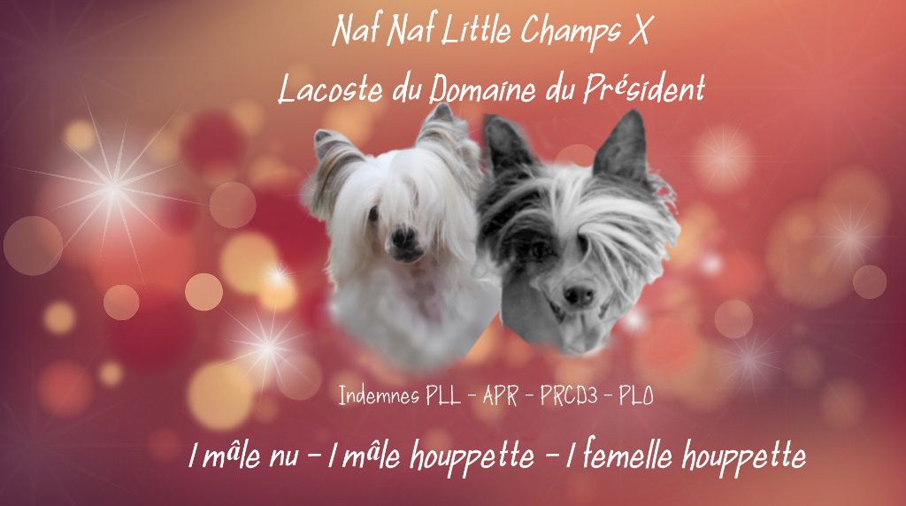 Chiot Chien chinois à crête Little Champs
