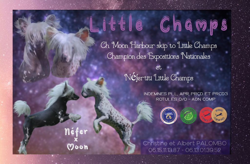 Little Champs - Chien chinois à crête - Portée née le 11/01/2024