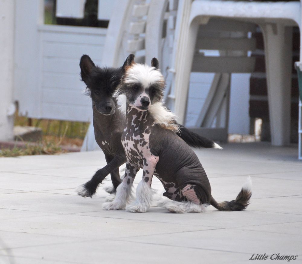 Little Champs - Chien chinois à crête - Portée née le 15/05/2018