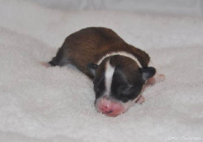 Tiny Sémafore