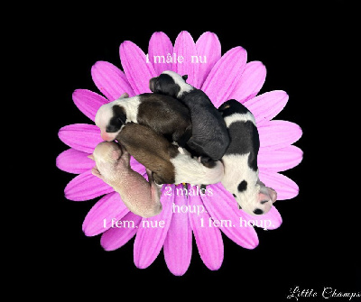 CHIOT