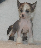 CHIOT