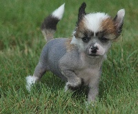 CHIOT