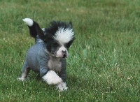CHIOT