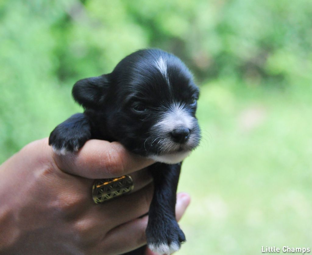Little Champs - Chiots disponibles - Chien chinois à crête