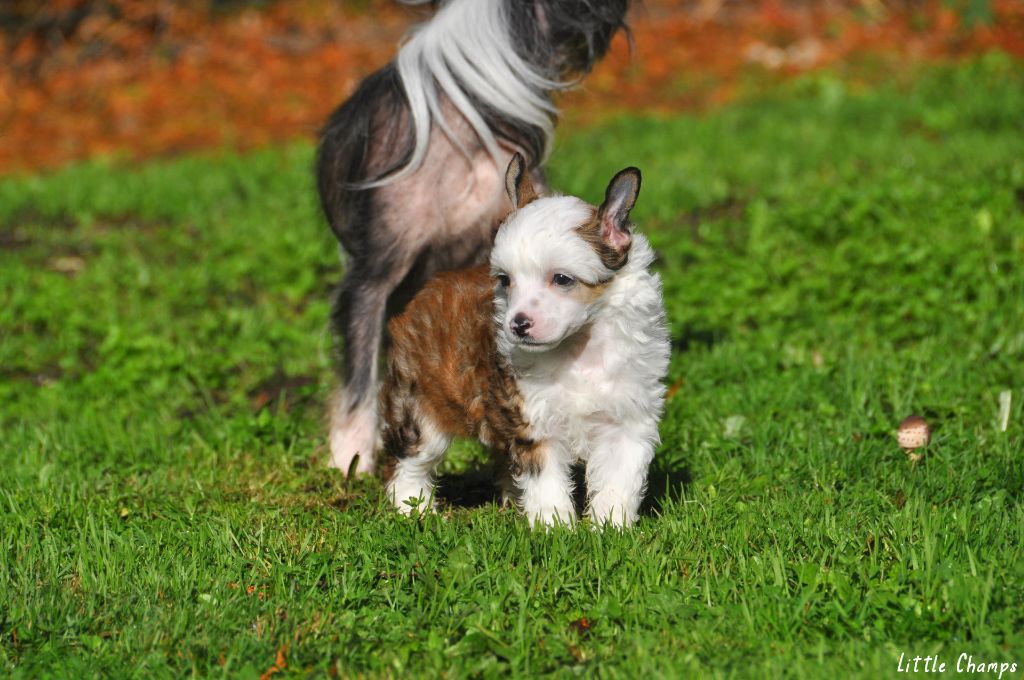 Little Champs - Chiots disponibles - Chien chinois à crête