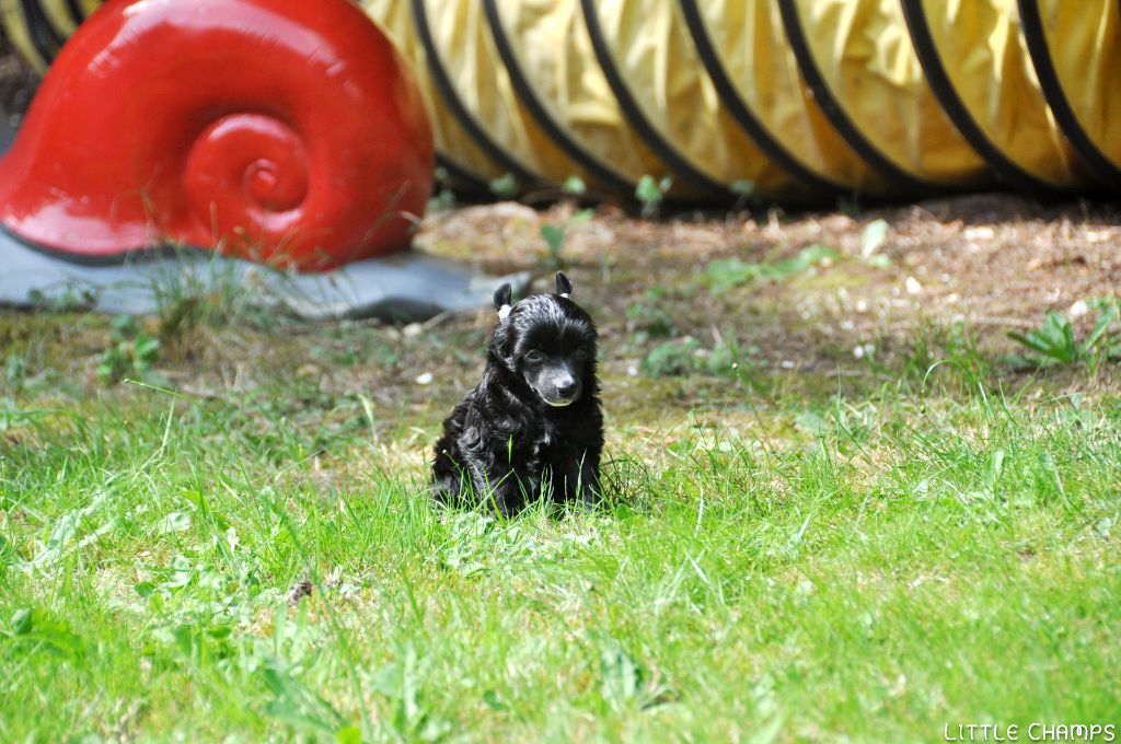 Little Champs - Chiots disponibles - Chien chinois à crête