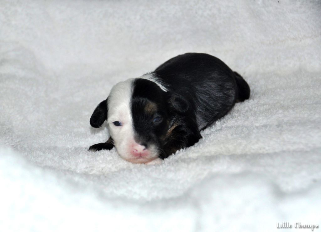 Little Champs - Chiots disponibles - Chien chinois à crête