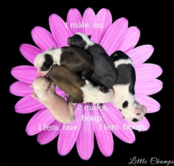Little Champs - Chiots disponibles - Chien chinois à crête