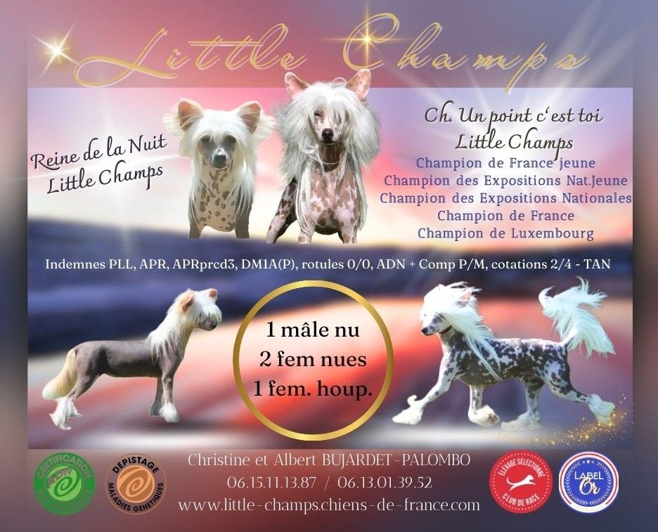 Chiot Chien chinois à crête Little Champs