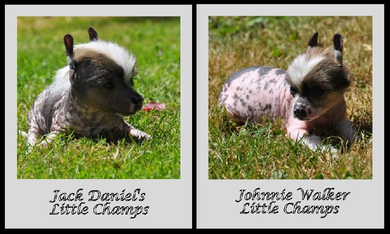 Little Champs - Chien chinois à crête - Portée née le 27/05/2014