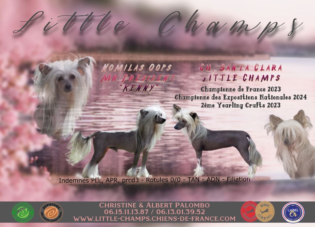Chiot Chien chinois à crête Little Champs