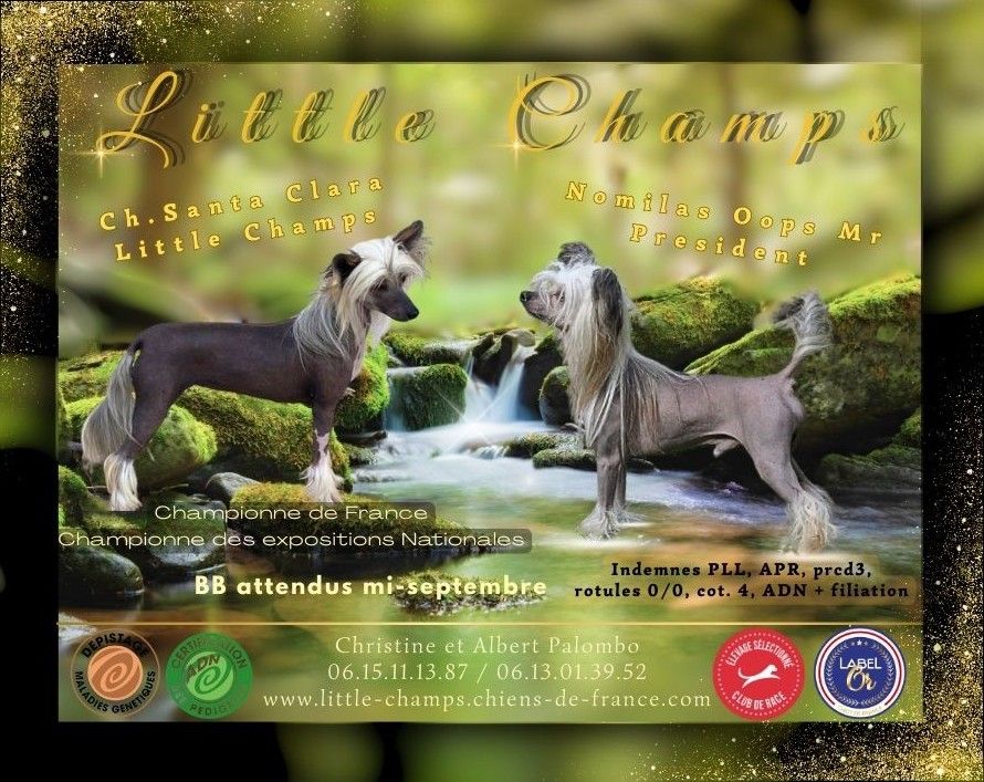 Chiot Chien chinois à crête Little Champs