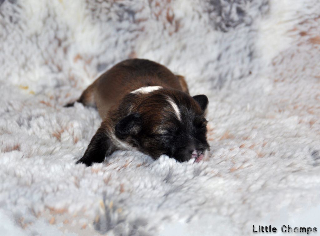 Little Champs - Chiots disponibles - Chien chinois à crête