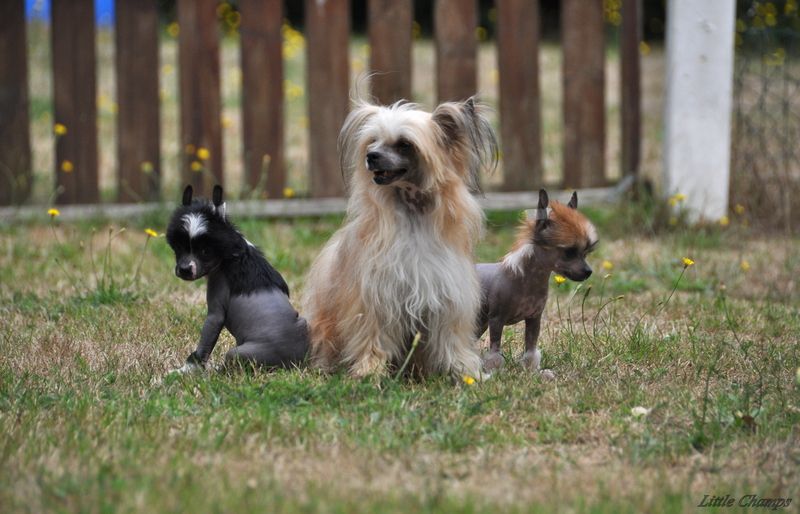 Little Champs - Chien chinois à crête - Portée née le 01/07/2018