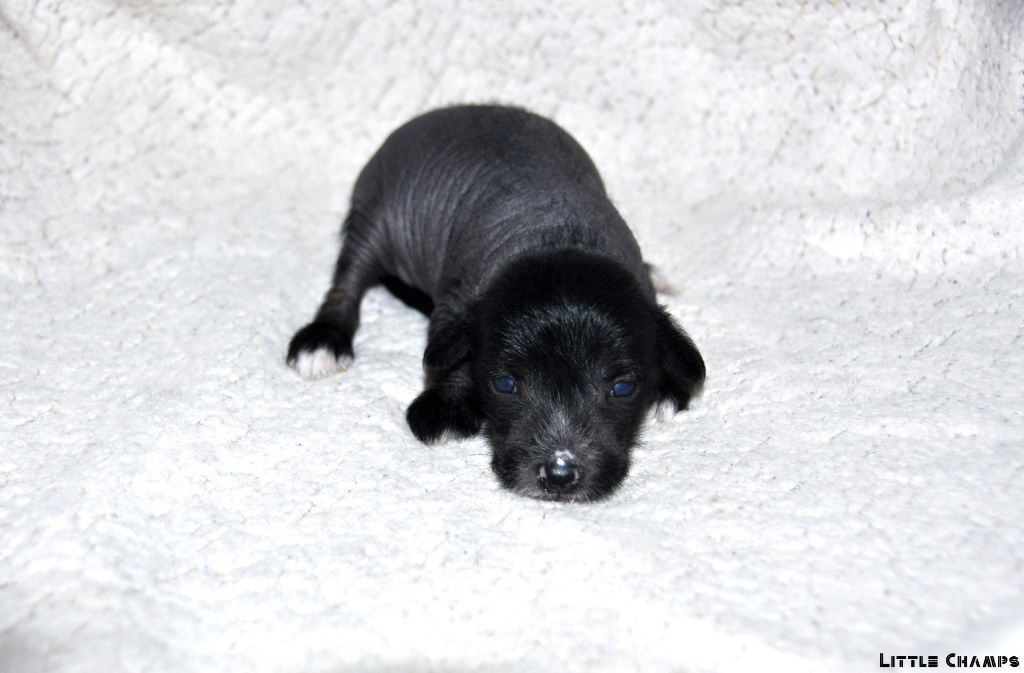 Little Champs - Chiots disponibles - Chien chinois à crête