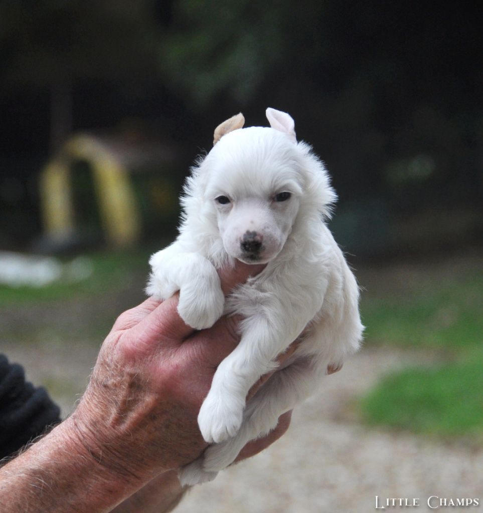 Little Champs - Chiots disponibles - Chien chinois à crête