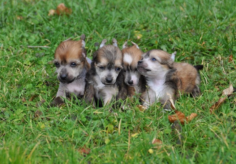 Little Champs - Chien chinois à crête - Portée née le 10/02/2015
