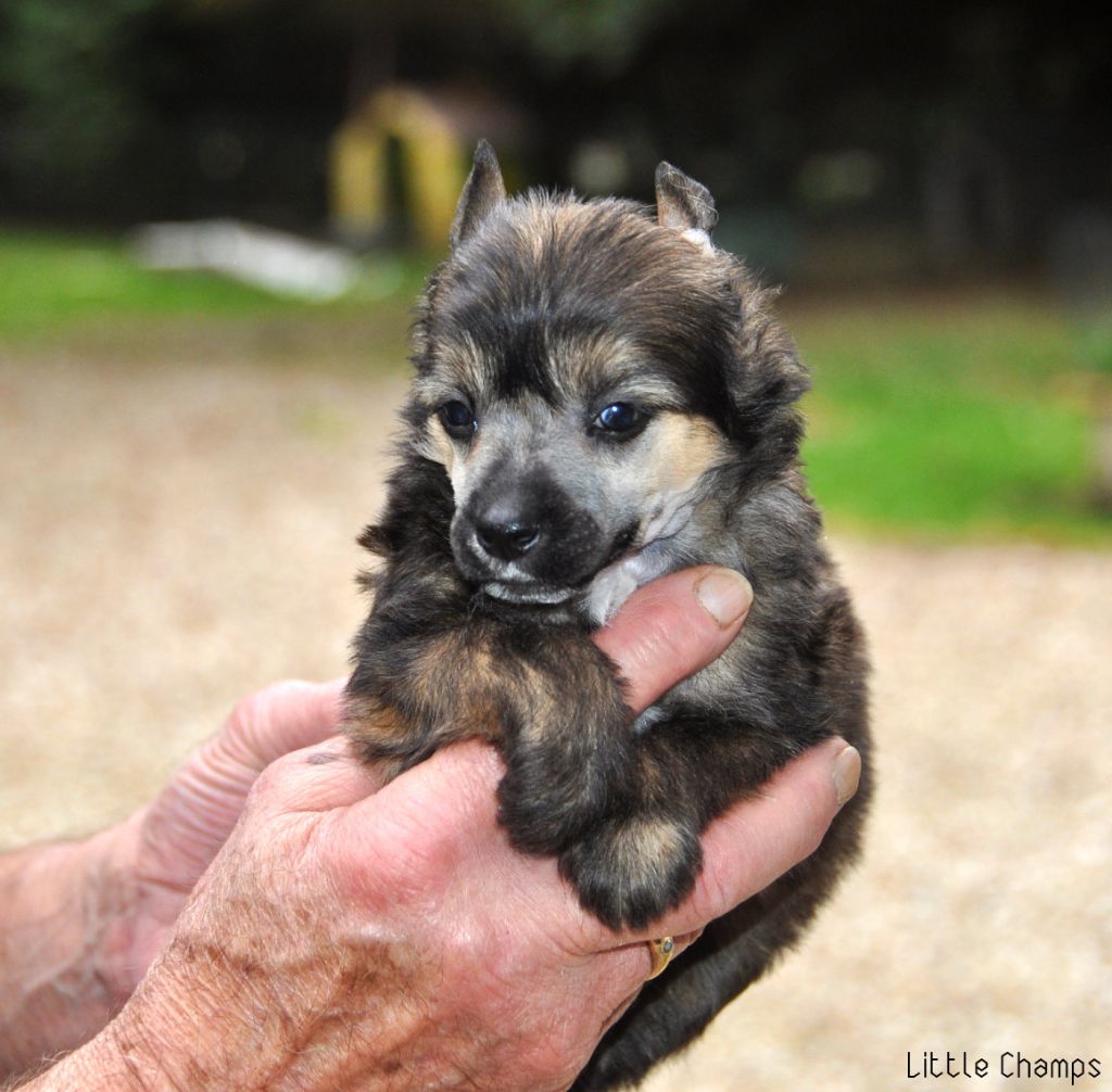 Little Champs - Chiots disponibles - Chien chinois à crête
