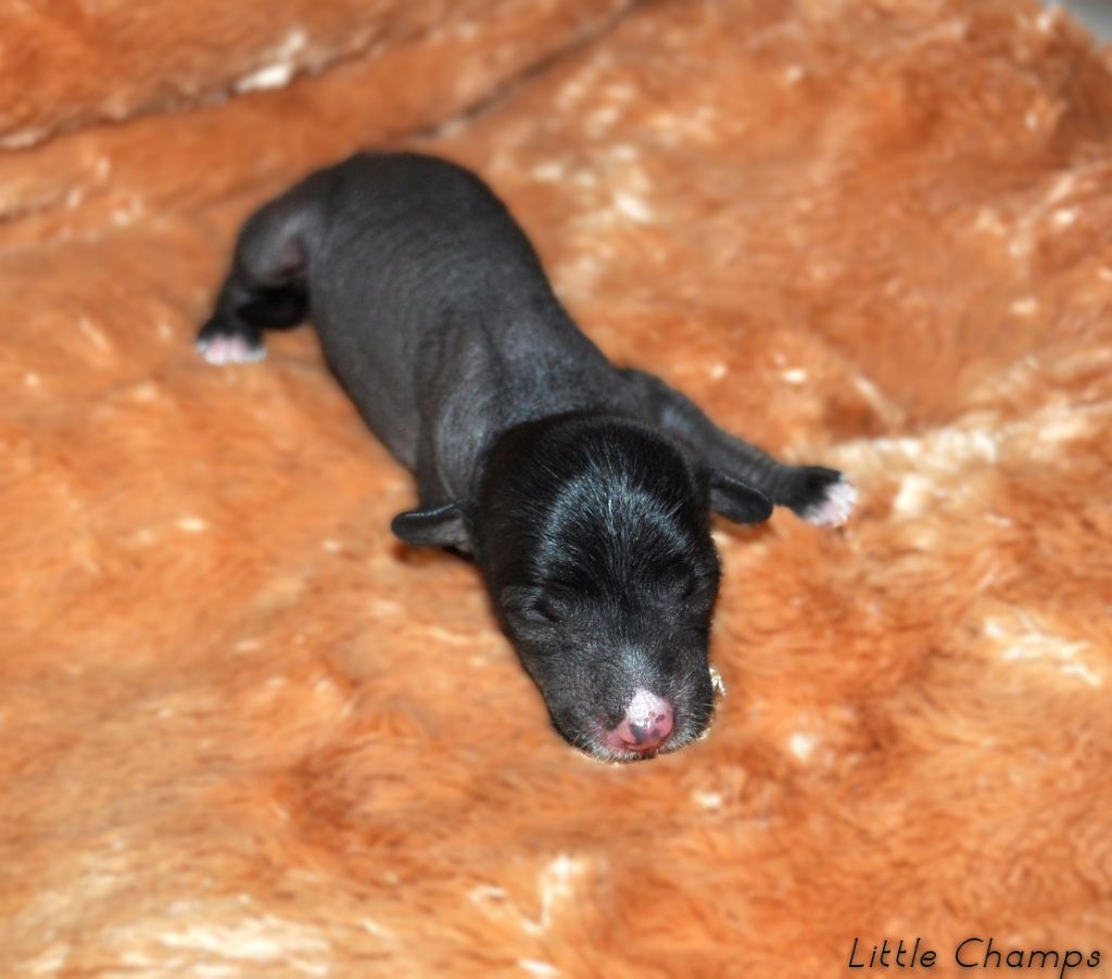 Little Champs - Chiots disponibles - Chien chinois à crête